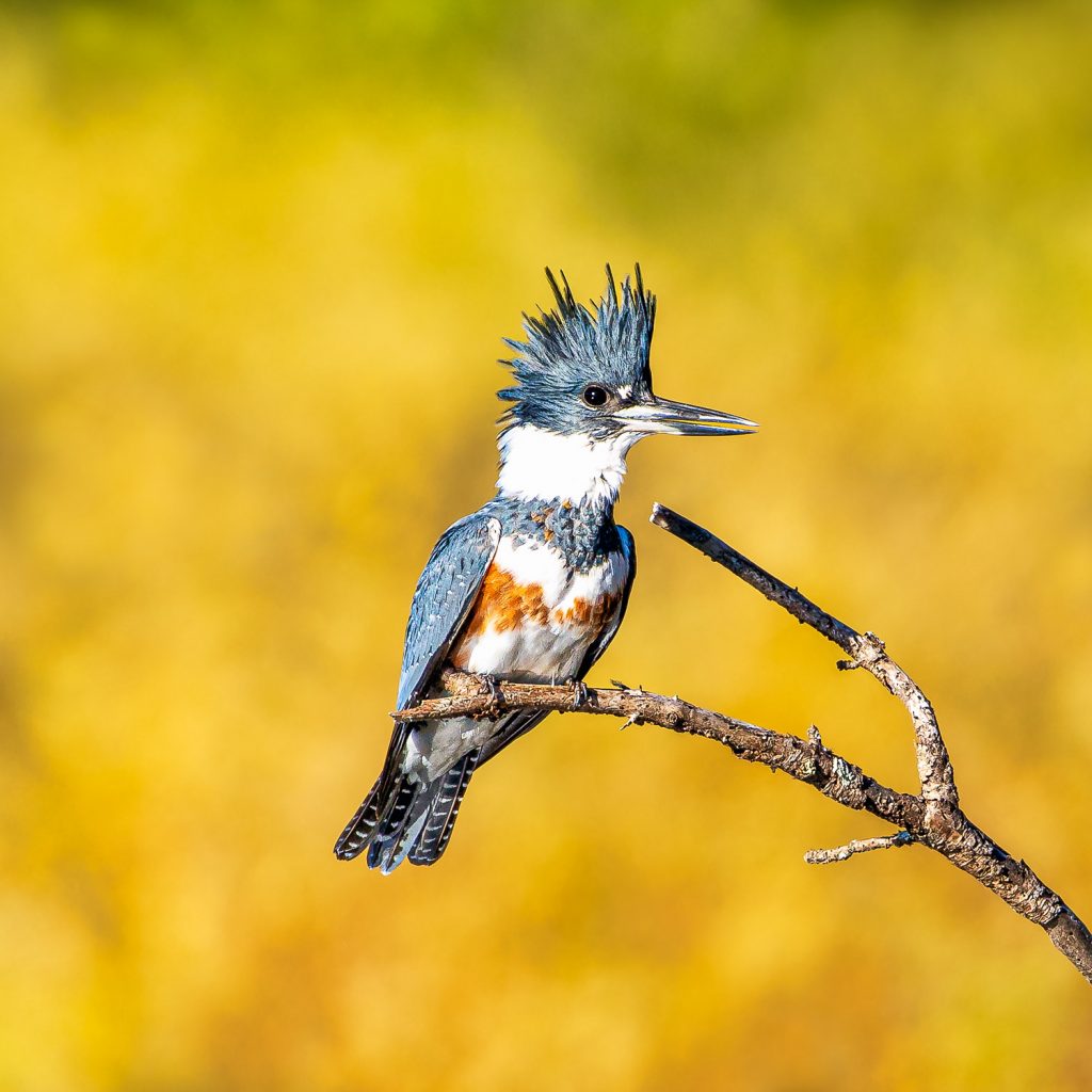 blue and white belted kingfisher bird sitting on a branch with a foggy background