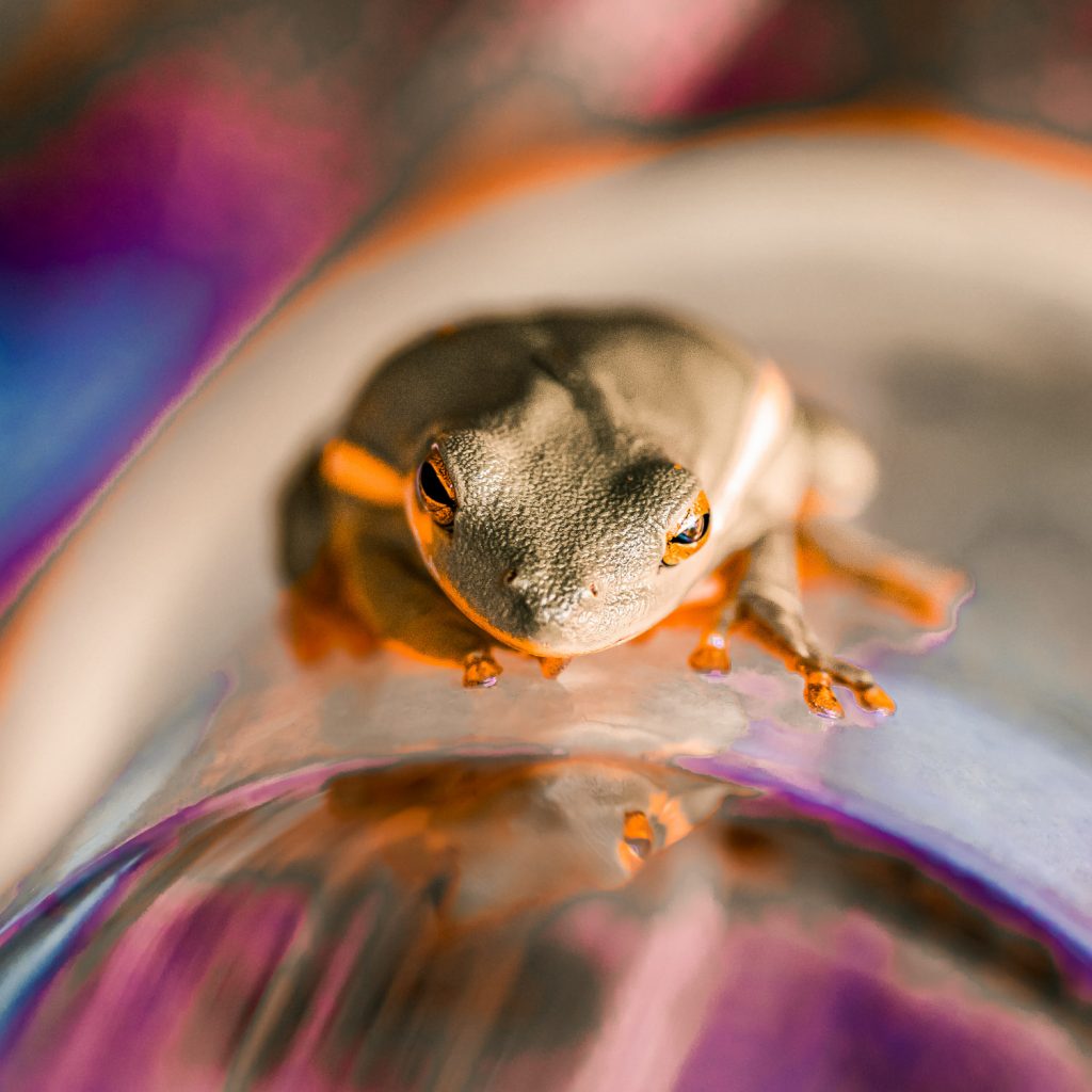 colorful frog staring upward while sticking to a smooth glass surface