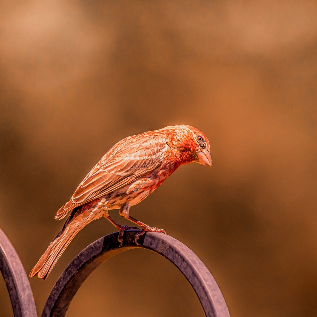 red house finch sitting sideways on a bird feeder