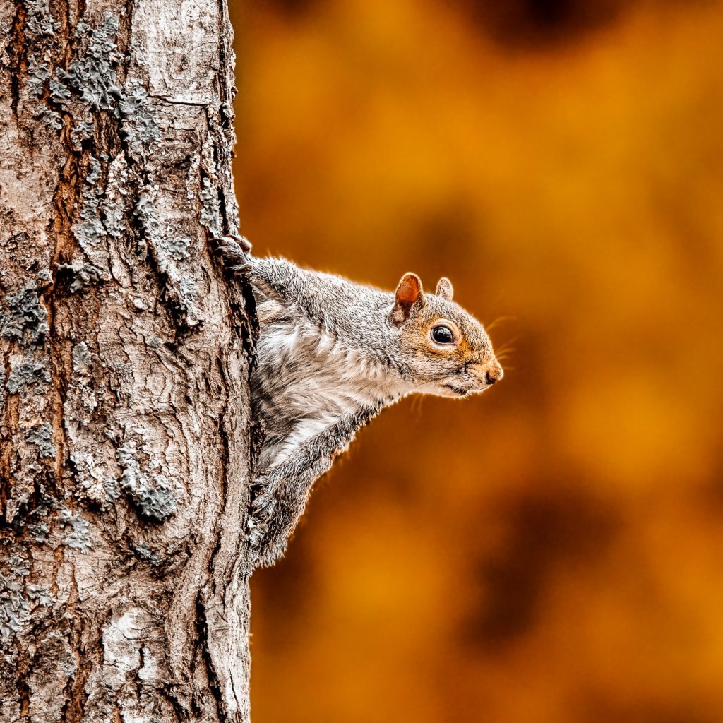 colorful squirrel climbing a tree and poking head out to the side