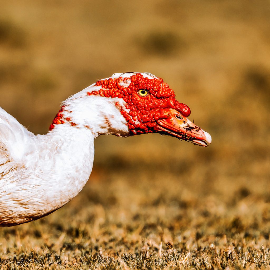red faced duck with a guilty look on his face with grass background